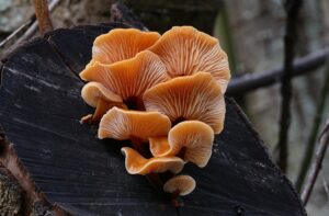 REISHI