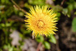 RHODIOLA