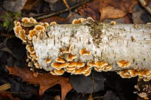 Cogumelo Chaga