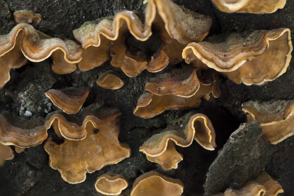 Cogumelo Chaga