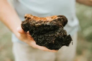 Cogumelo Chaga 🍄