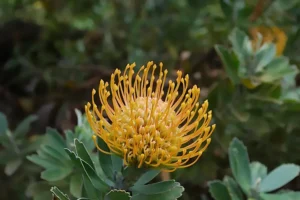 Rhodiola